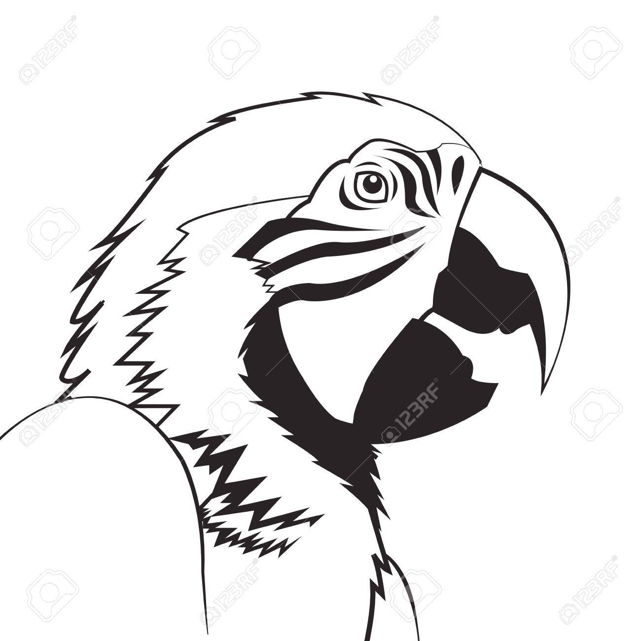 Parrot Drawing Pictures at GetDrawings | Free download