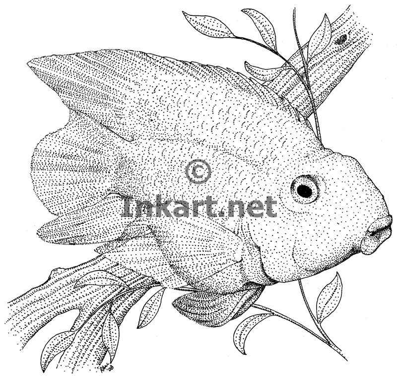 Parrot Fish Drawing at GetDrawings Free download