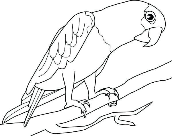 Parrot Line Drawing at GetDrawings | Free download