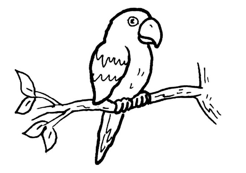 Parrot Line Drawing at GetDrawings | Free download