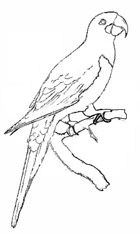 Parrot Line Drawing at GetDrawings | Free download