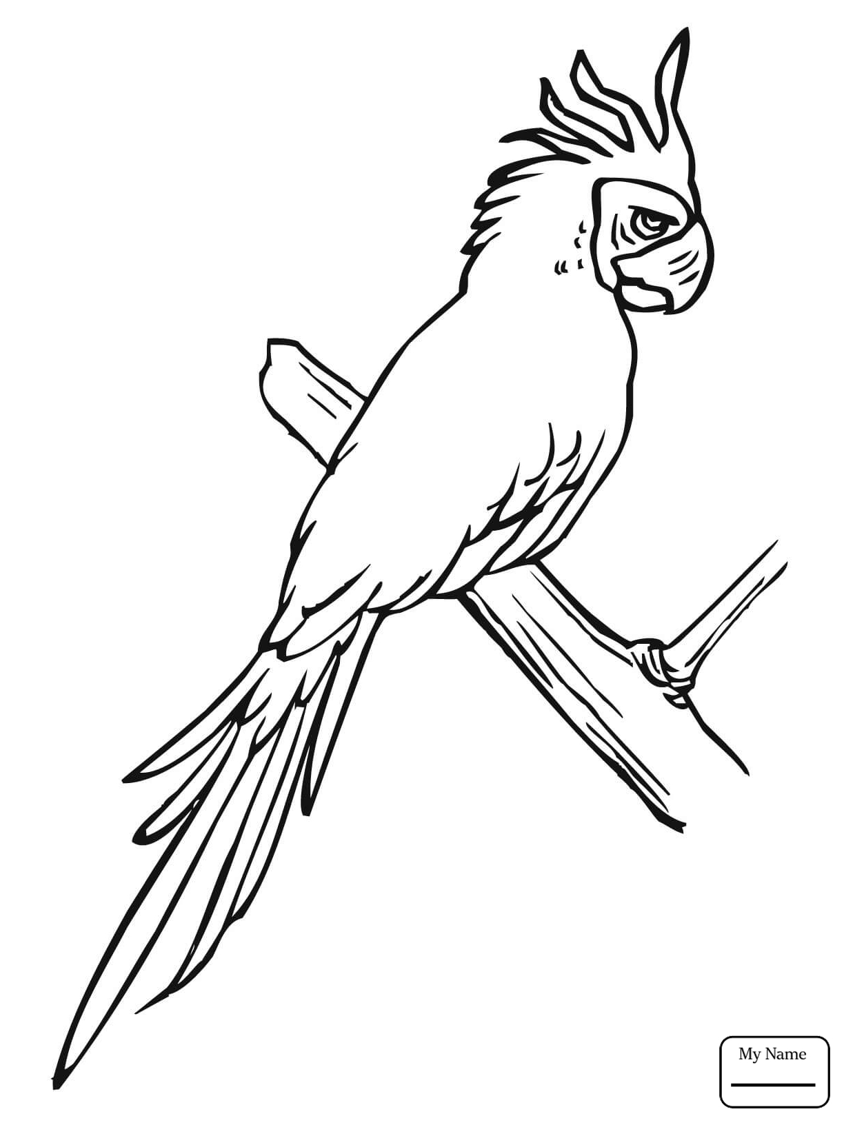 Parrot Line Drawing at GetDrawings | Free download