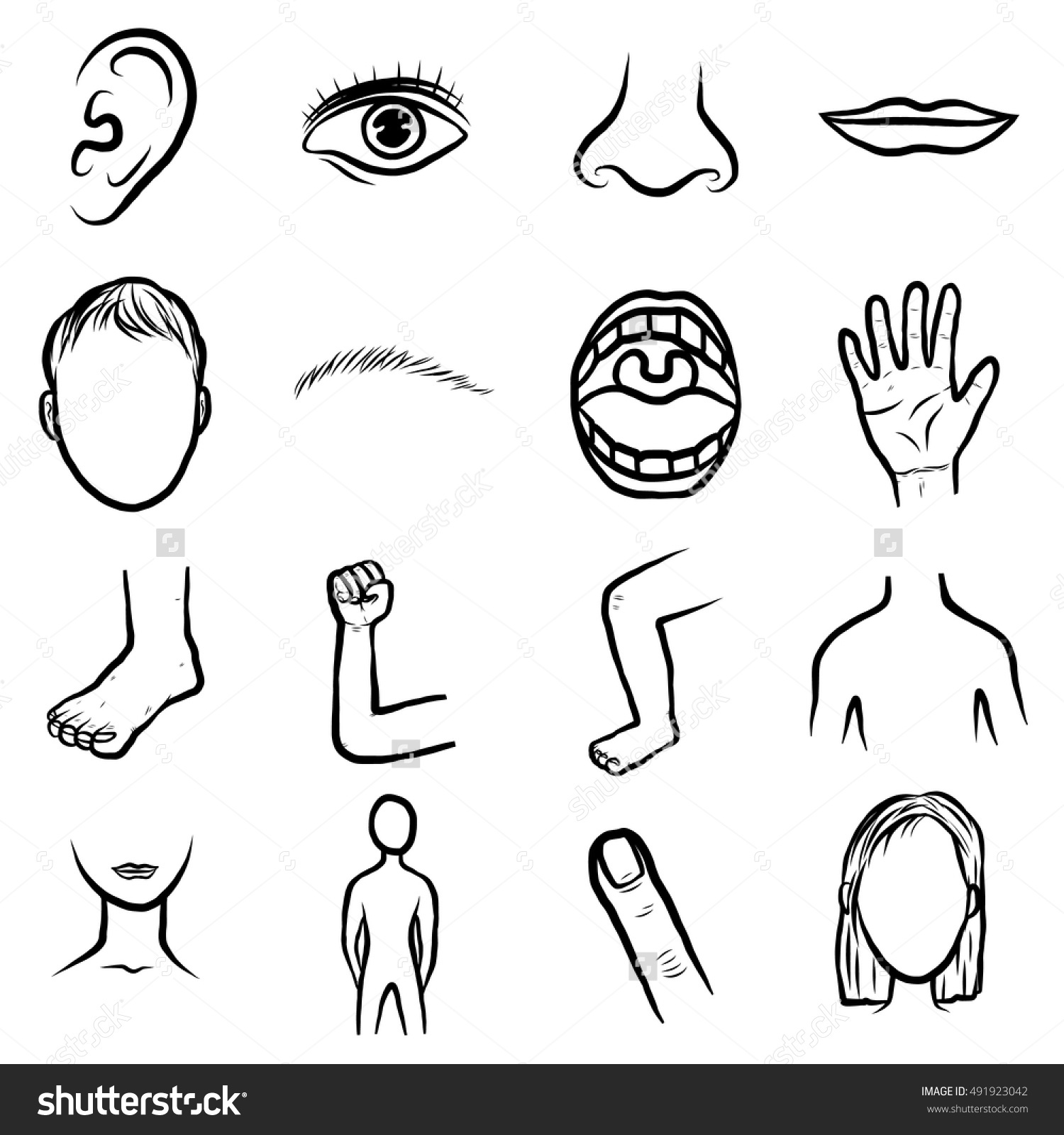 Parts Of The Body Drawing At GetDrawings Free Download