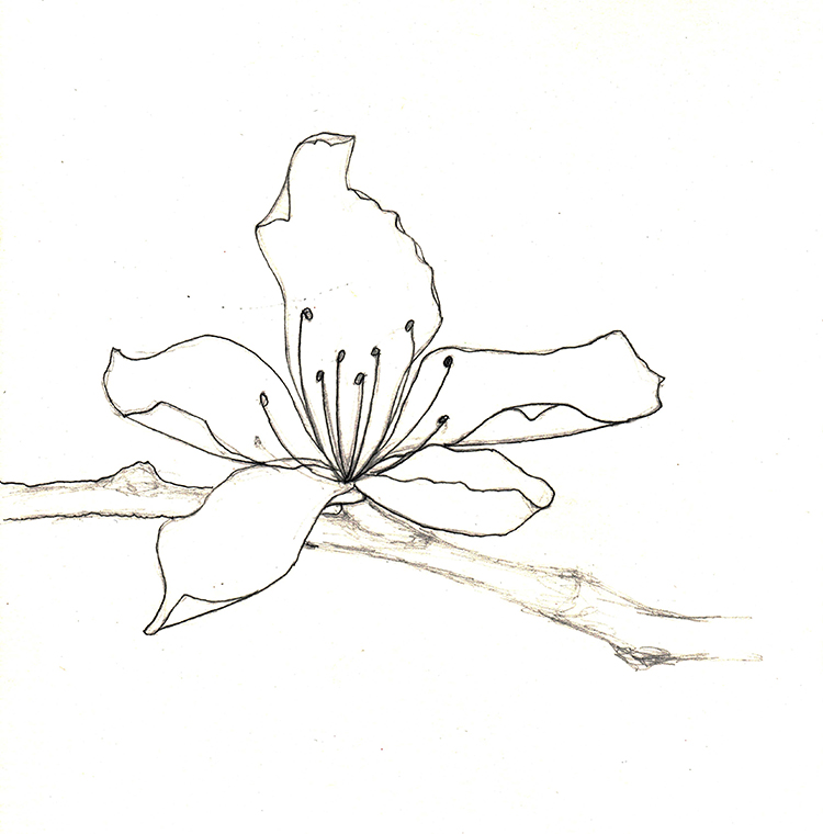 Peach Blossom Drawing at GetDrawings Free download