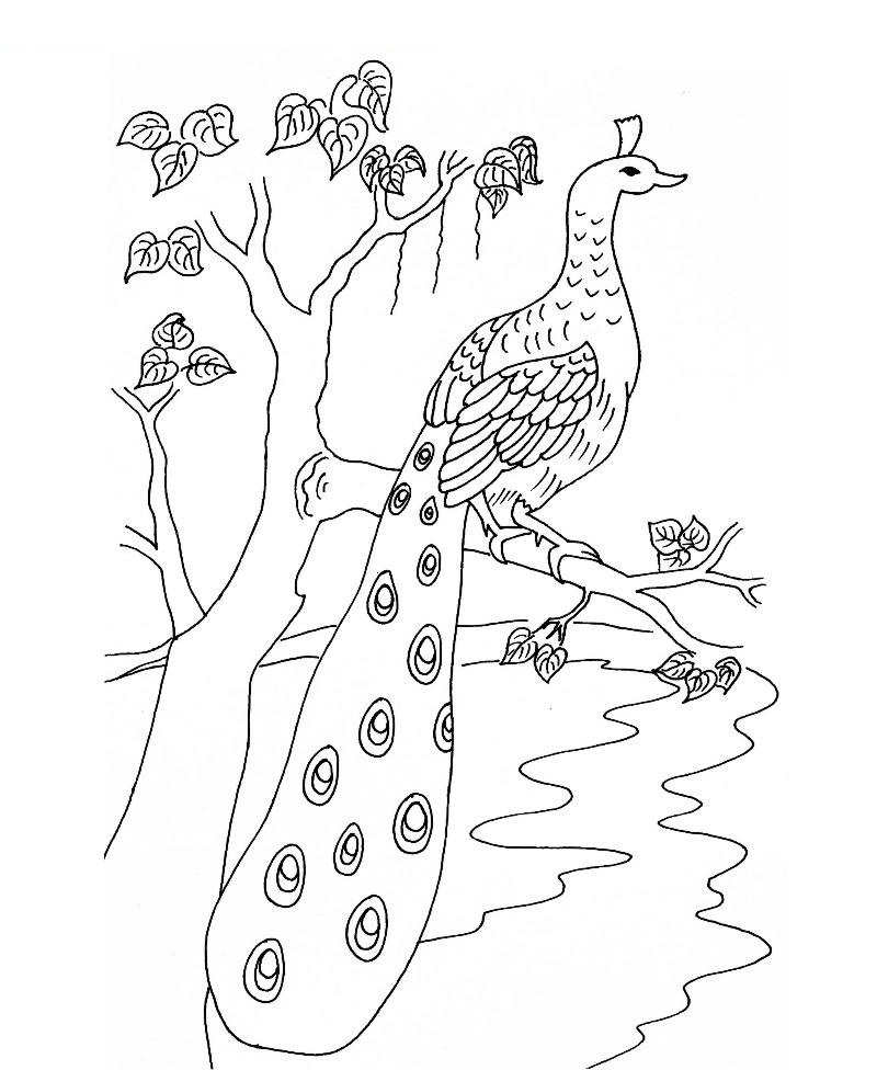 Peacock Bird Drawing at GetDrawings | Free download