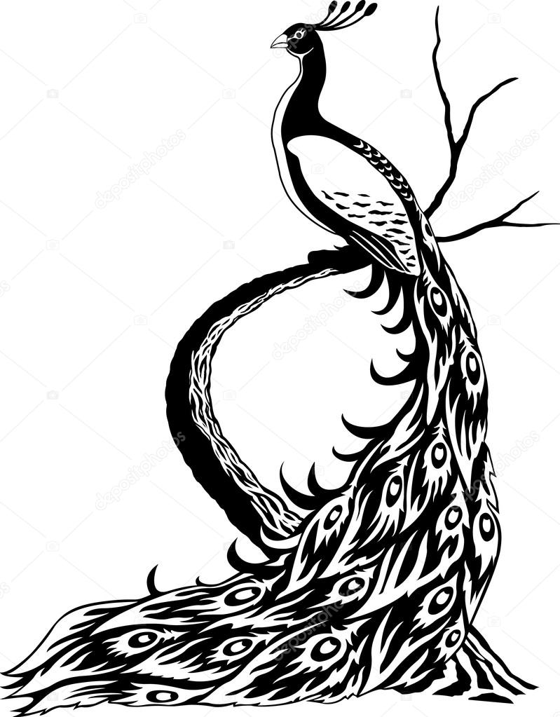 Peacock Drawing Black And White At Getdrawings Free Download