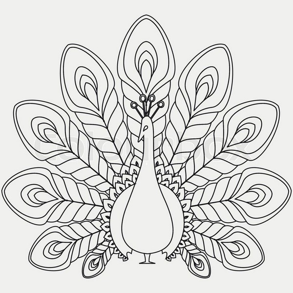 Peacock Line Drawing At Getdrawings Free Download