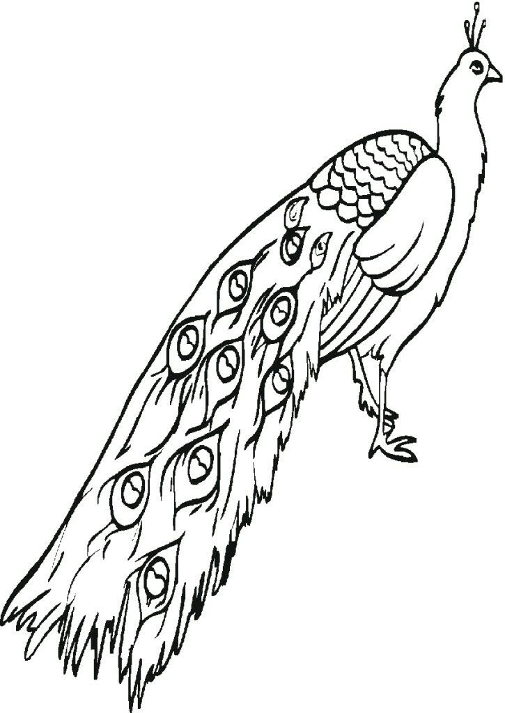 Peafowl Drawing At Getdrawings 