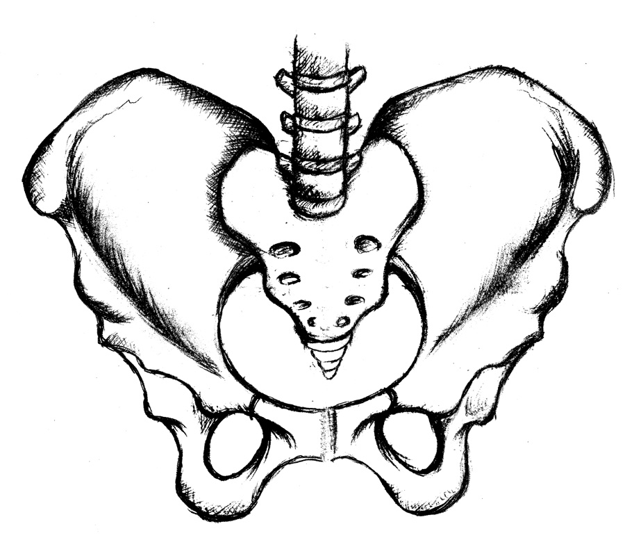 Pelvis Drawing at GetDrawings | Free download