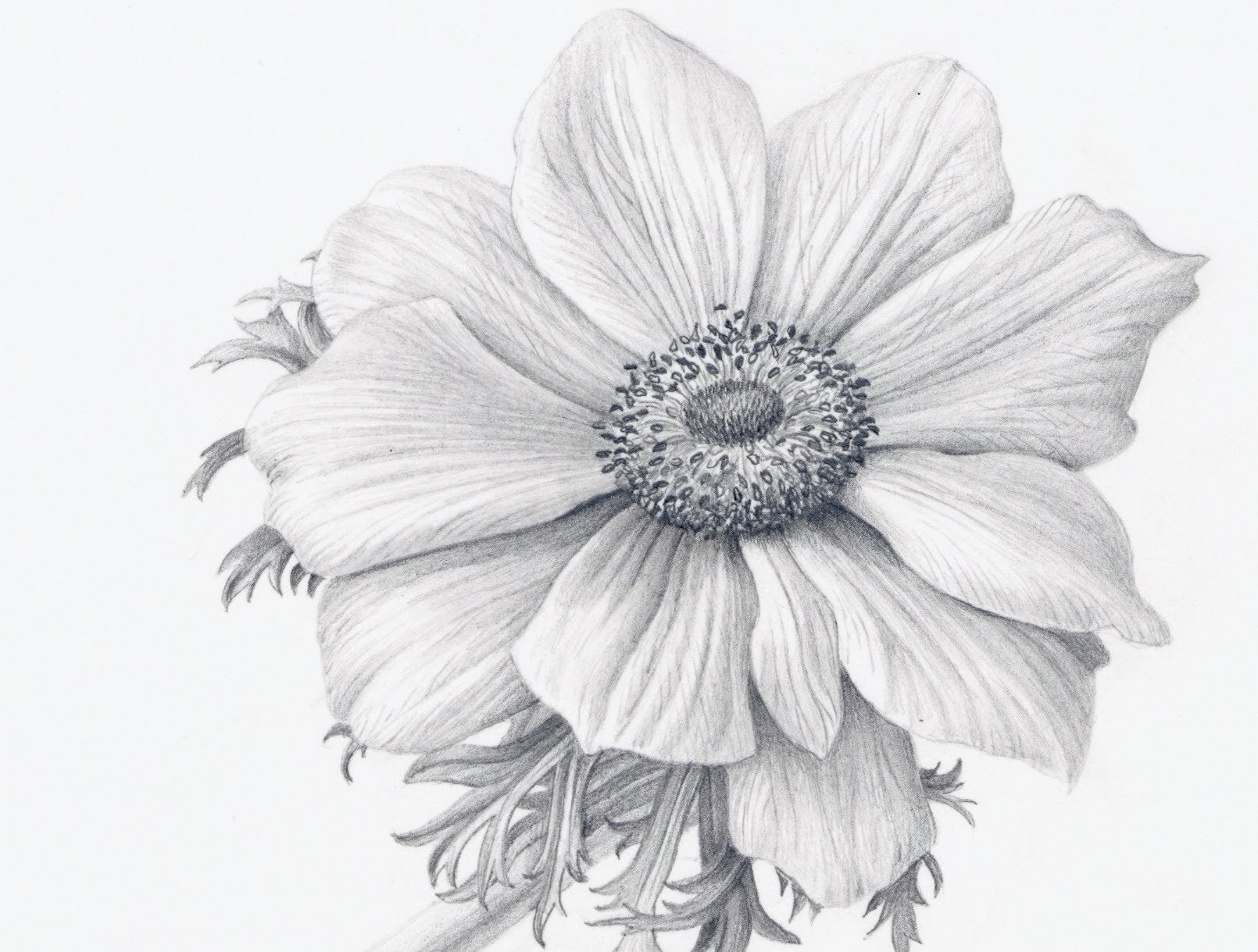 Pen And Ink Flower Drawing at GetDrawings Free download