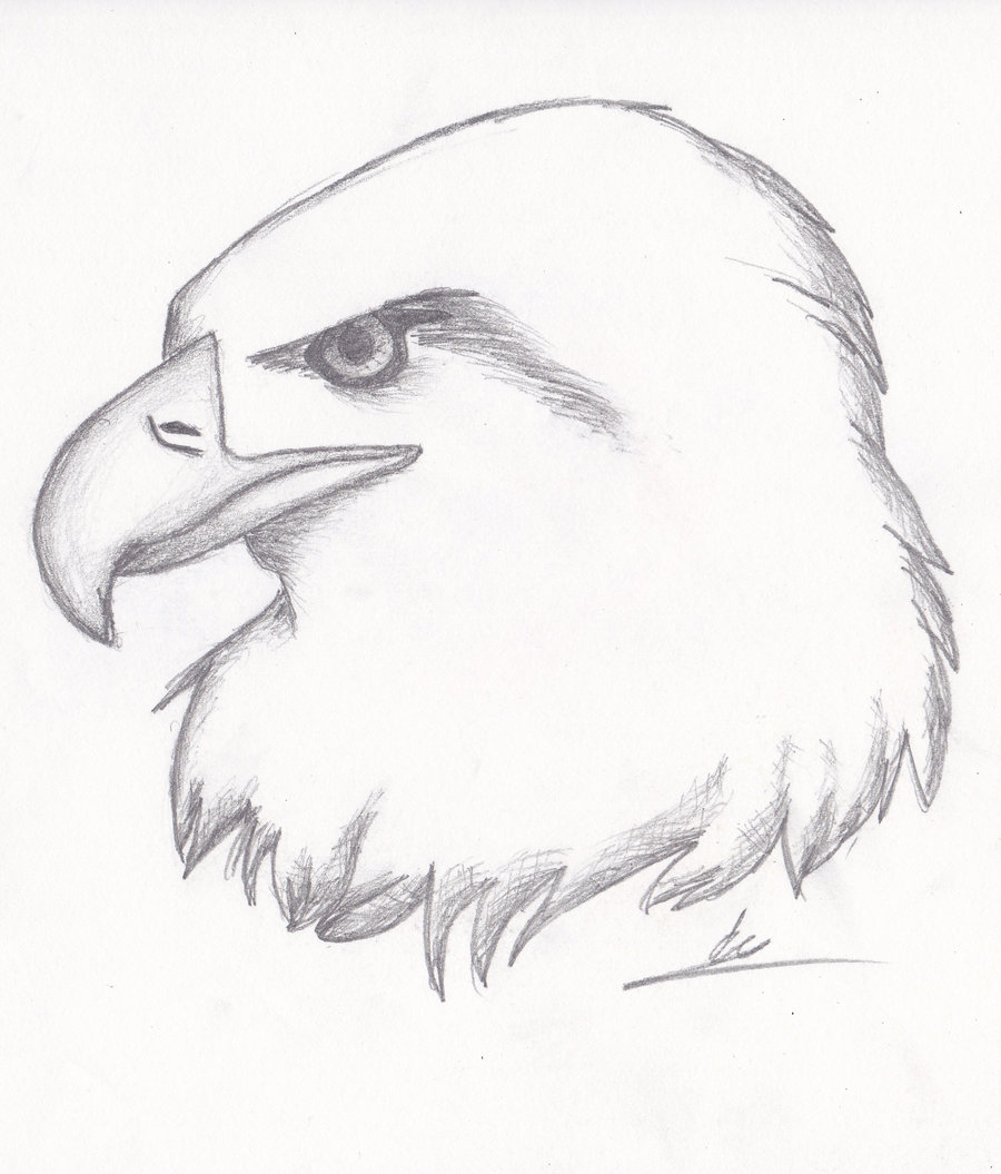 Pencil Drawing Images Animals at GetDrawings | Free download