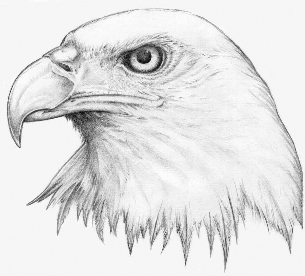 Pencil Drawing Images Animals at GetDrawings | Free download