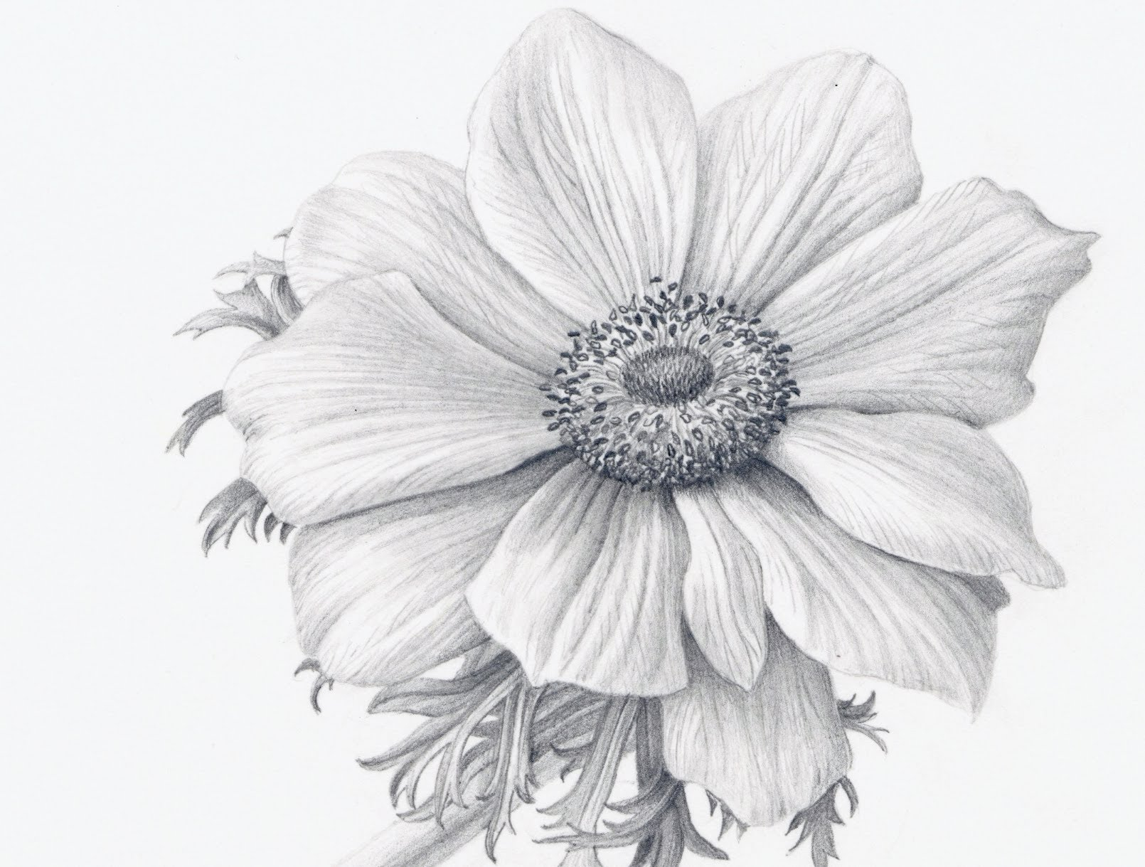pencil drawings of flowers