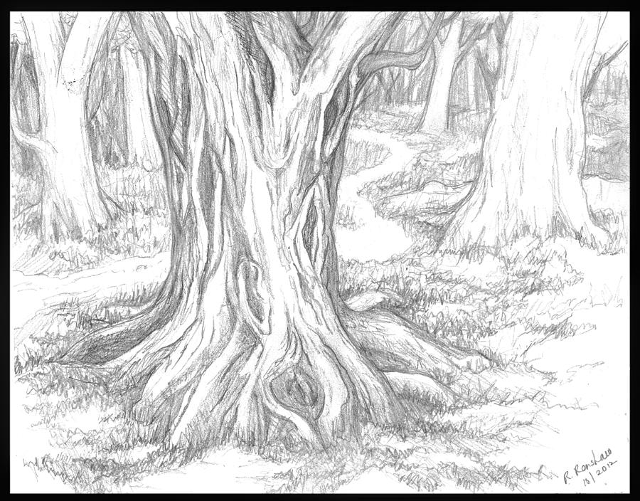 Pencil Drawing Of A Forest at GetDrawings Free download