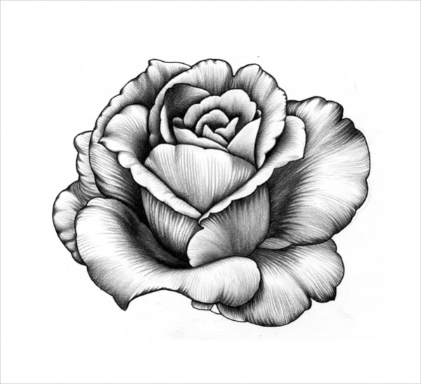 Pencil Sketch Of Rose Flower at Explore collection