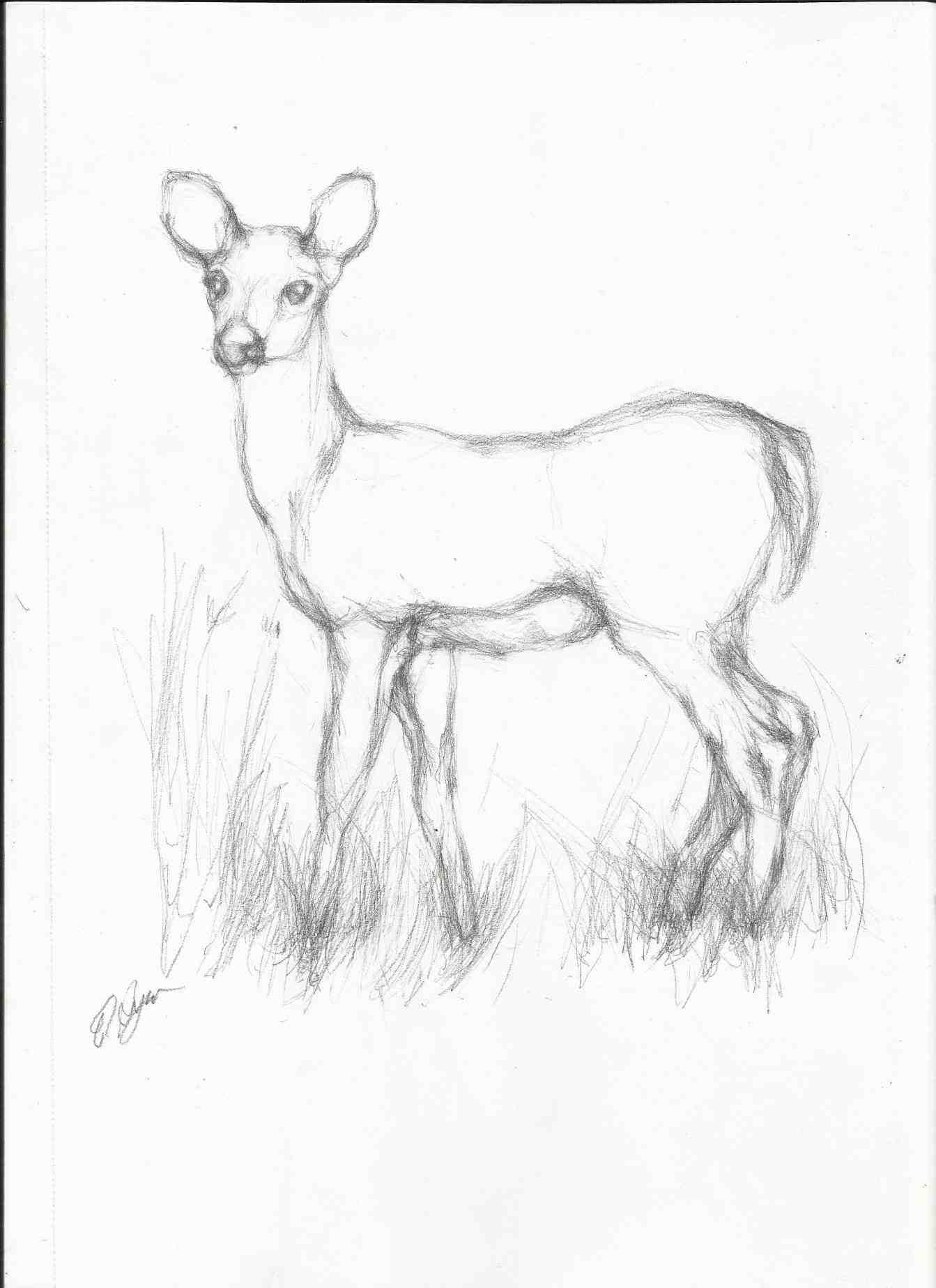 Pencil Drawing Pictures Free Download at GetDrawings Free download