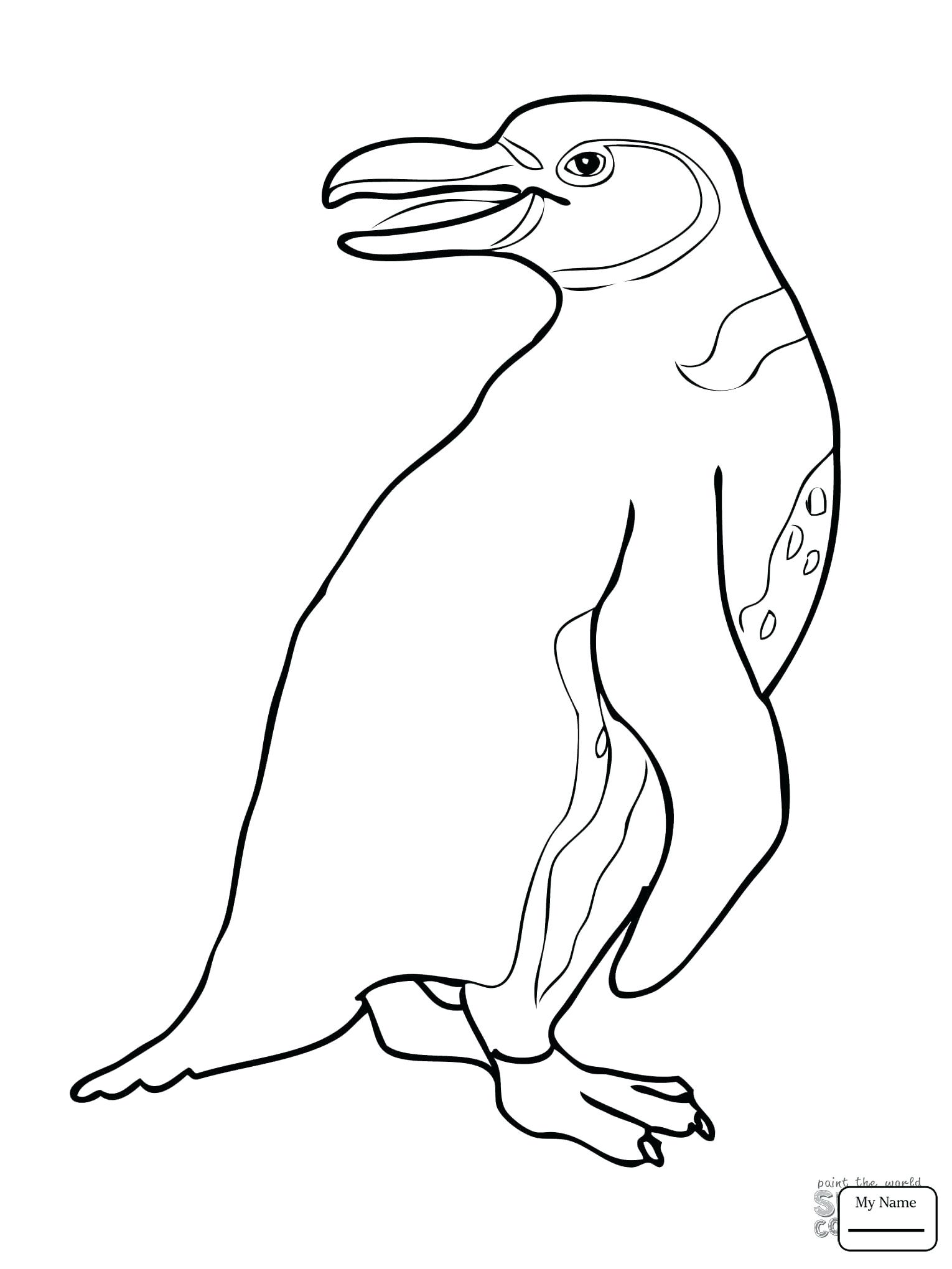 Хохлатый Пингвин раскраска