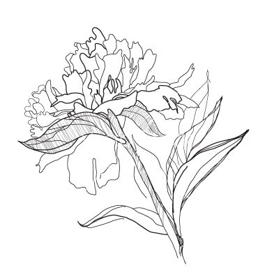 Peony Line Drawing at GetDrawings | Free download