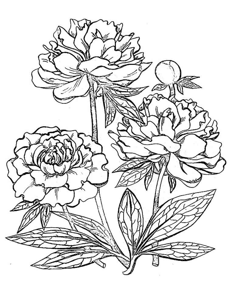Peony Line Drawing at GetDrawings Free download
