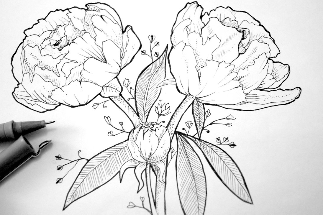 Peony Line Drawing at GetDrawings | Free download