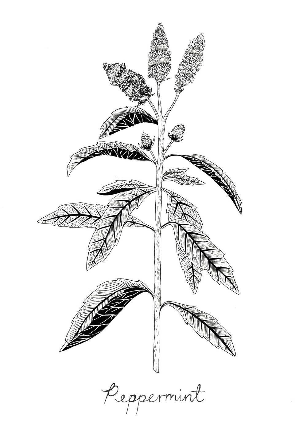 Peppermint Drawing at GetDrawings Free download
