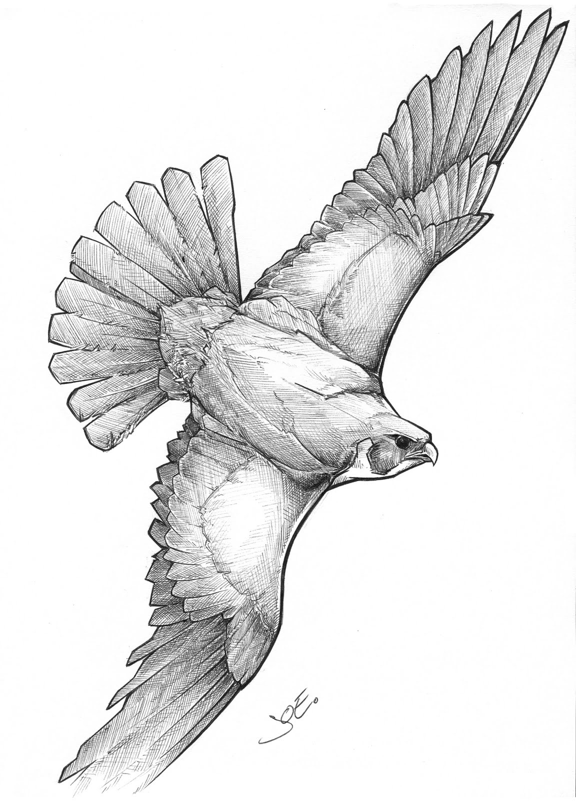 Peregrine Falcon Drawing at GetDrawings Free download