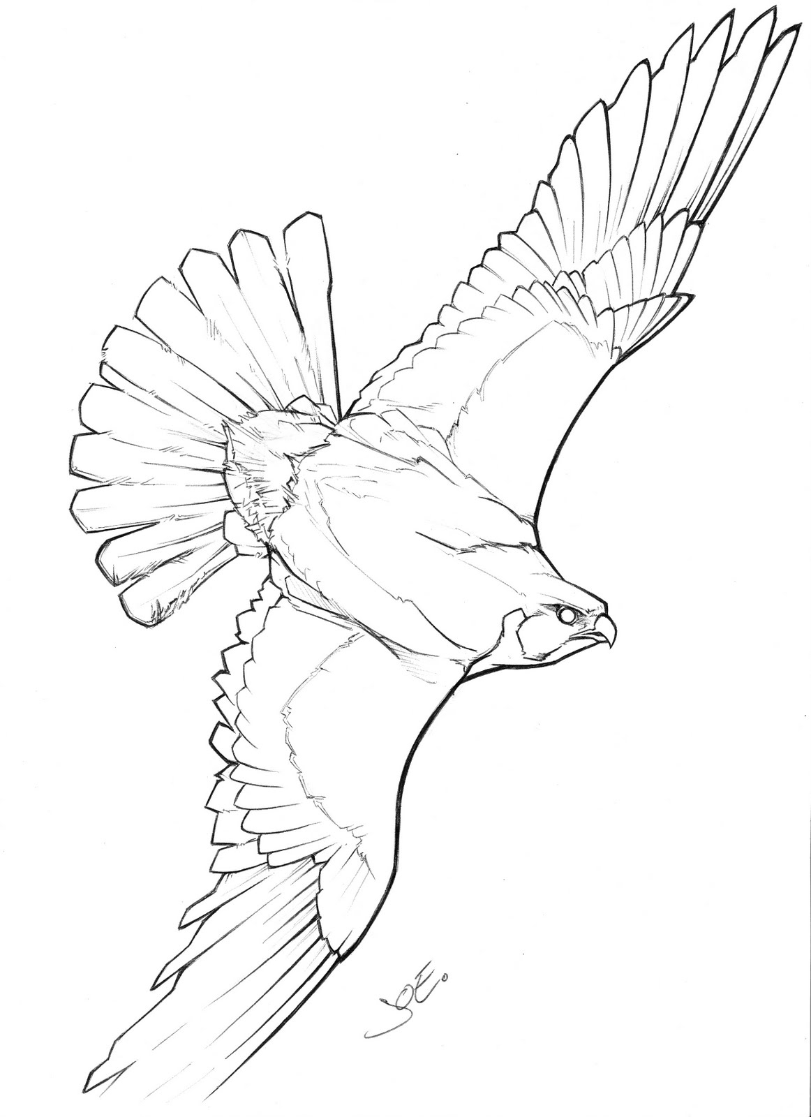 Peregrine Falcon Drawing at GetDrawings | Free download