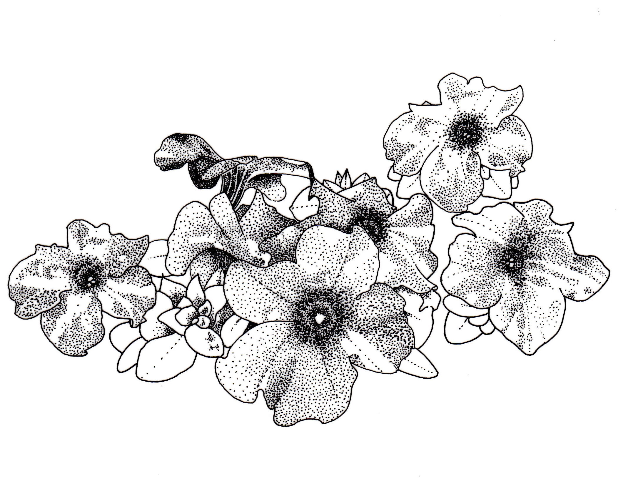 Petunia Drawing at GetDrawings Free download