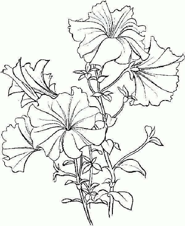 Petunia Flower Drawing at Explore collection of