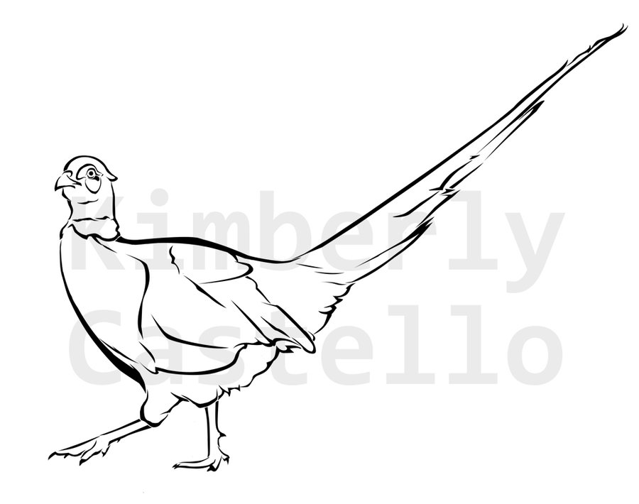 Pheasant Drawing at GetDrawings | Free download