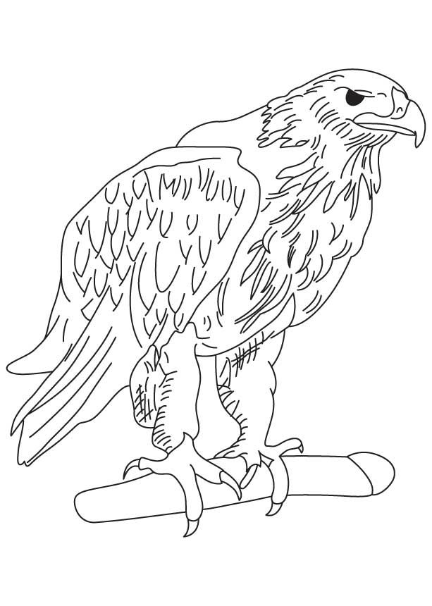 Philippine Eagle Drawing at GetDrawings | Free download