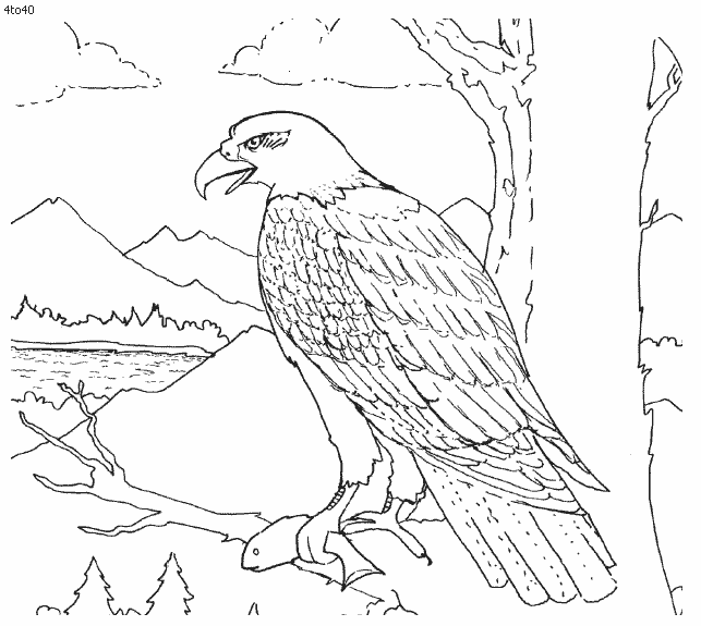 Philippine Eagle Drawing at GetDrawings | Free download
