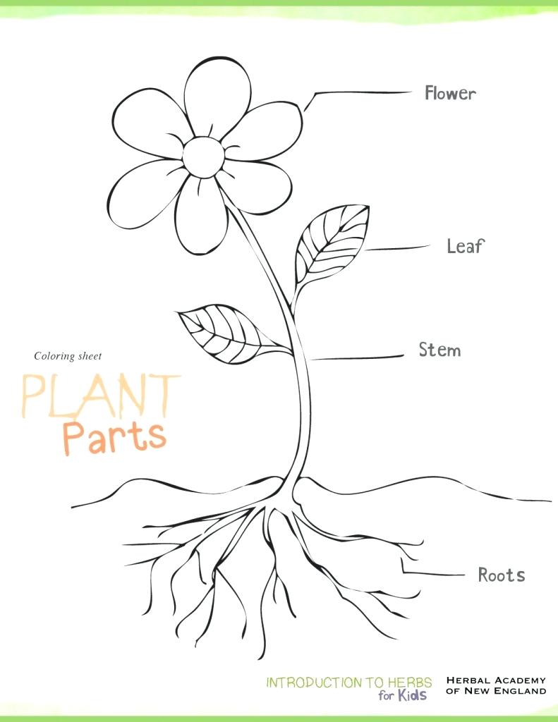 photosynthesis-drawing-at-getdrawings-free-download