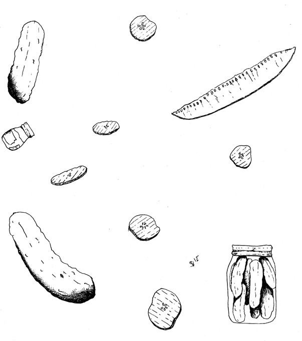 Pickle Drawing At Getdrawings Free Download