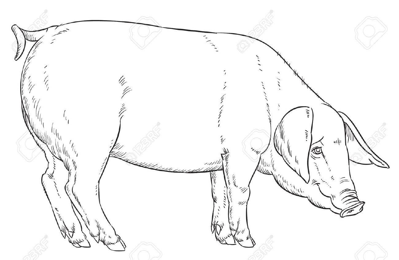 Pig Line Drawing at GetDrawings Free download