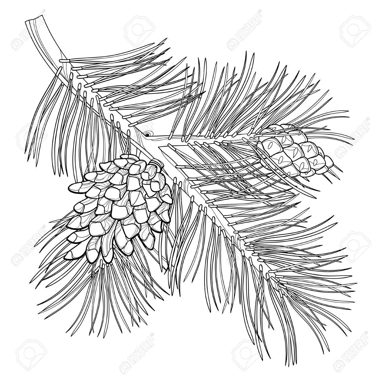 Pine Tree Branch Drawing Sketch Coloring Page
