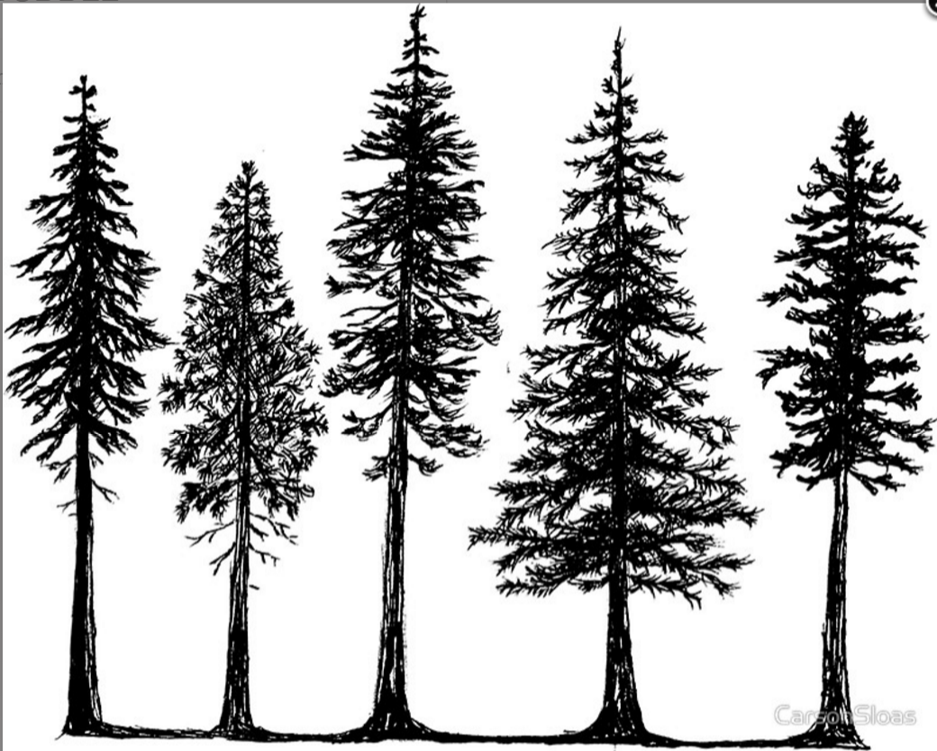 Pine Tree Line Drawing At GetDrawings Free Download