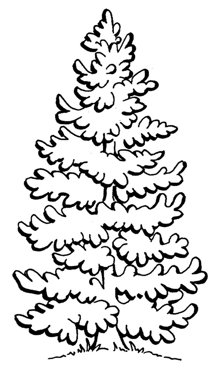 pine-tree-line-drawing-at-getdrawings-free-download