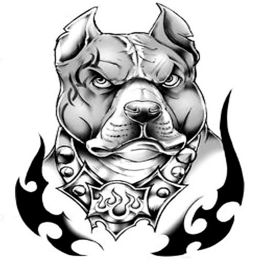 Pitbull Dog Drawing At Getdrawings Free Download