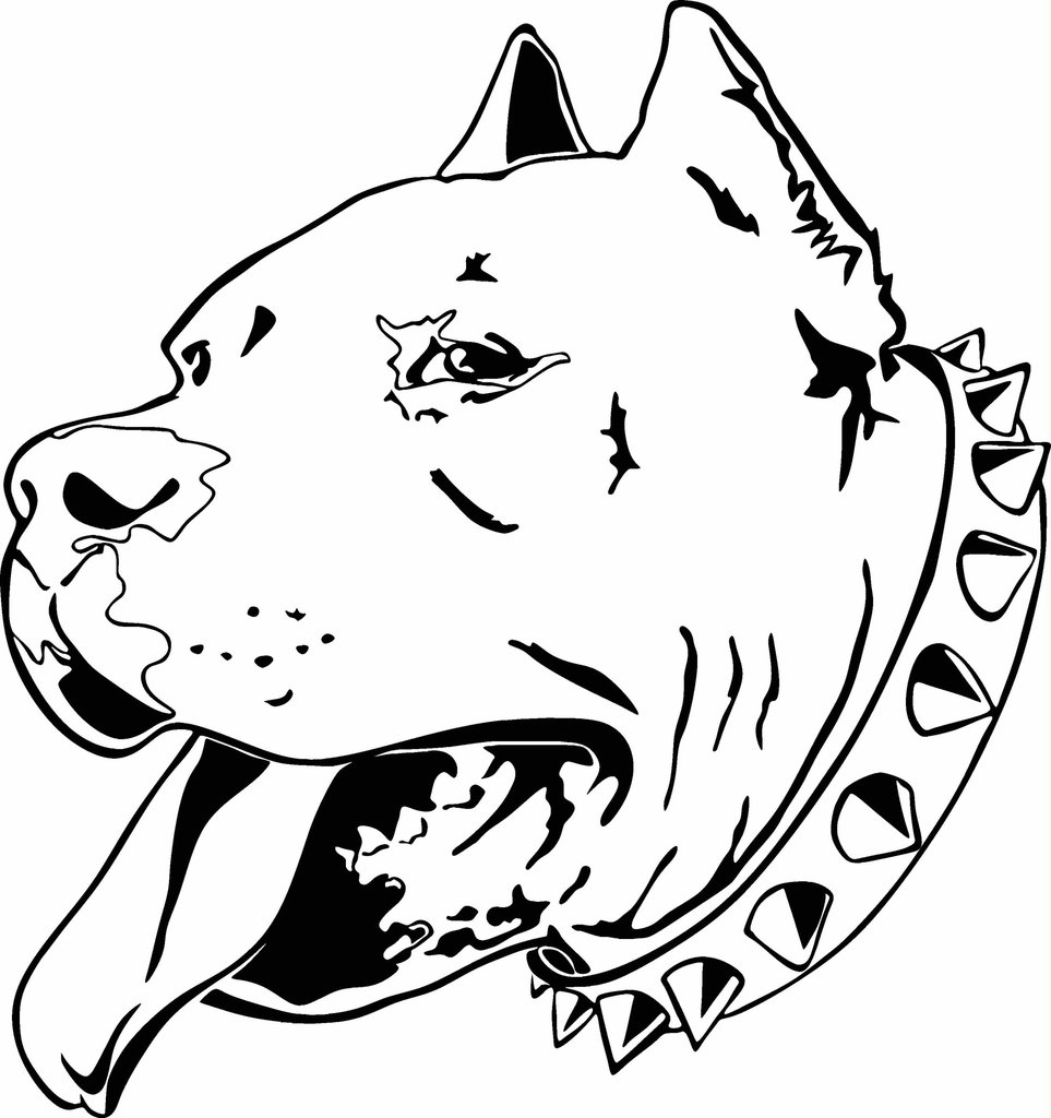 Pitbull Dog Drawing at GetDrawings Free download