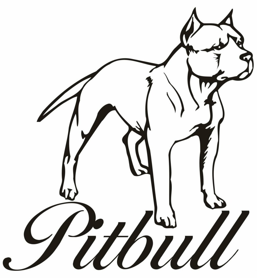 Pitbull Drawing Step By Step at GetDrawings Free download