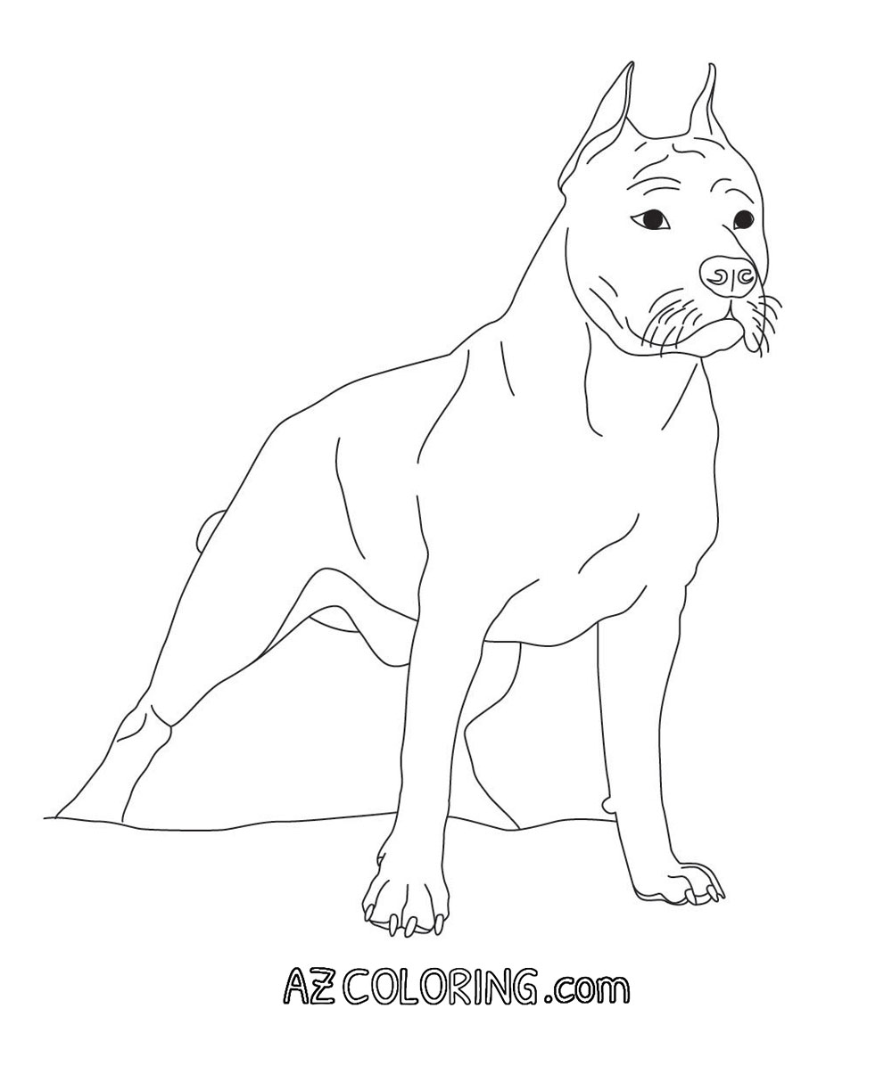 Pitbull Line Drawing at GetDrawings | Free download