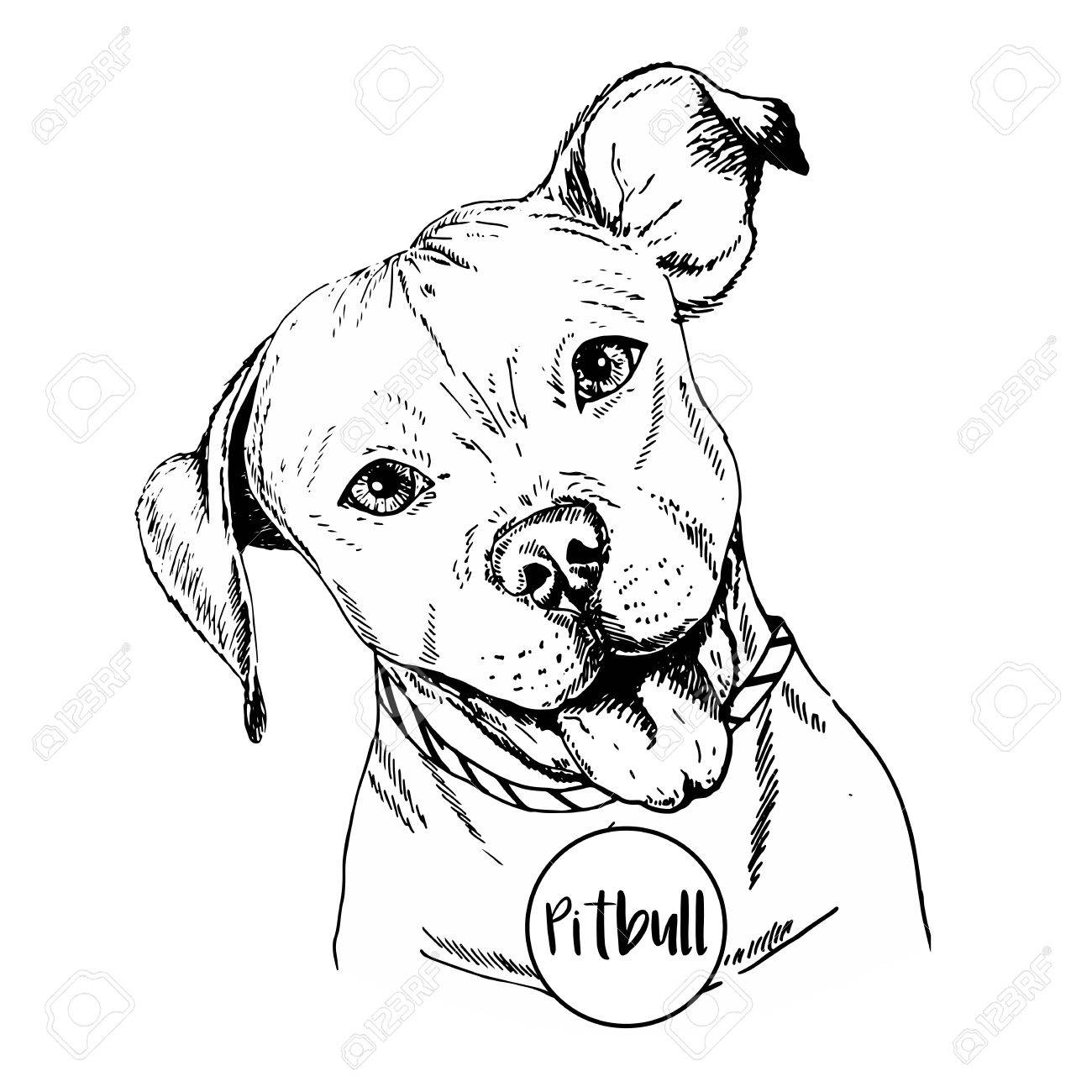 Pitbull Puppy Drawing at GetDrawings Free download