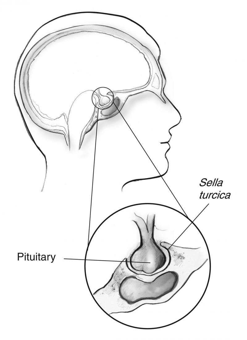 Pituitary Gland Drawing at GetDrawings Free download