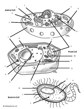 animal cell structure and function