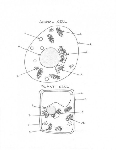 plant-cell-drawing-at-getdrawings-free-download