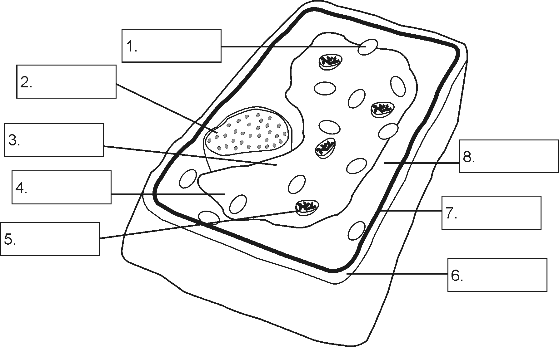 Plant Cell Drawing at GetDrawings | Free download