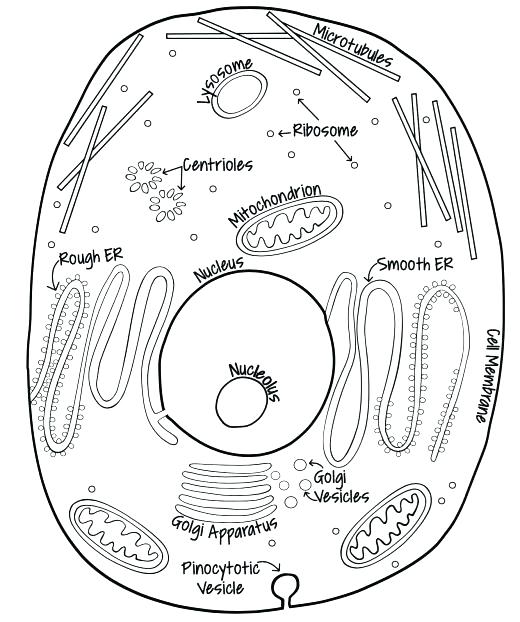 Plant Cell Drawing At GetDrawings Free Download