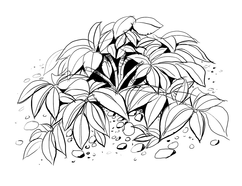 Plant Line Drawing at GetDrawings Free download