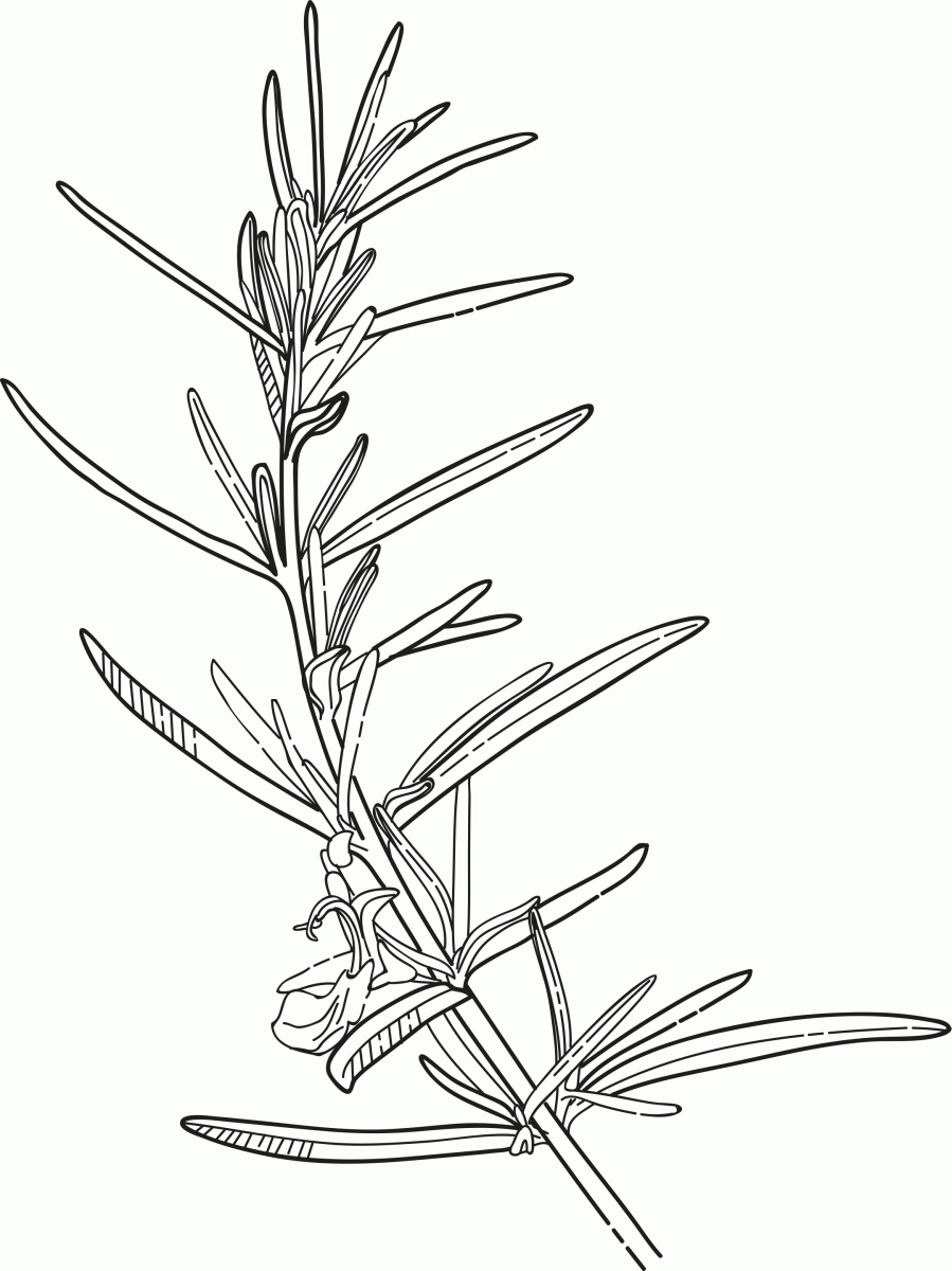 Plant Line Drawing at GetDrawings | Free download